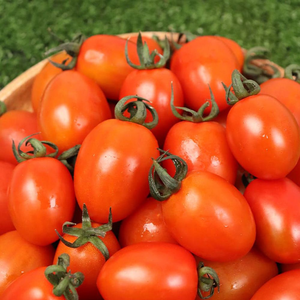 달콤MAX 스테비아 방울토마토 500g 2팩