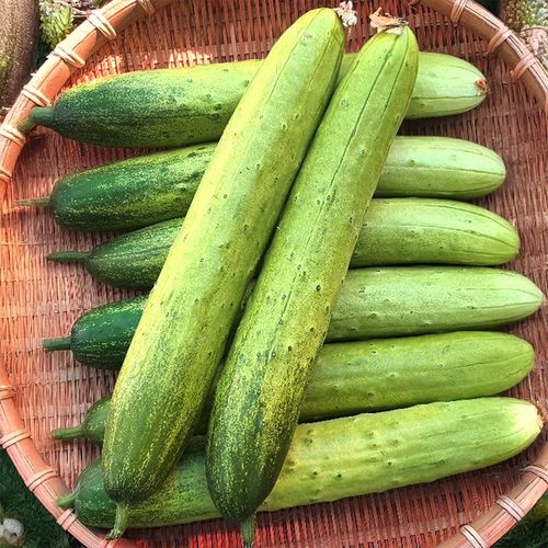 겉은 아삭! 속은 촉촉! 백다다기 오이 2kg/4kg