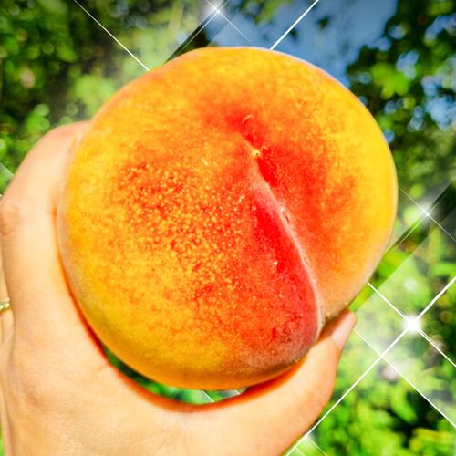달콤한 과육가득! 황도 말랑이 4kg