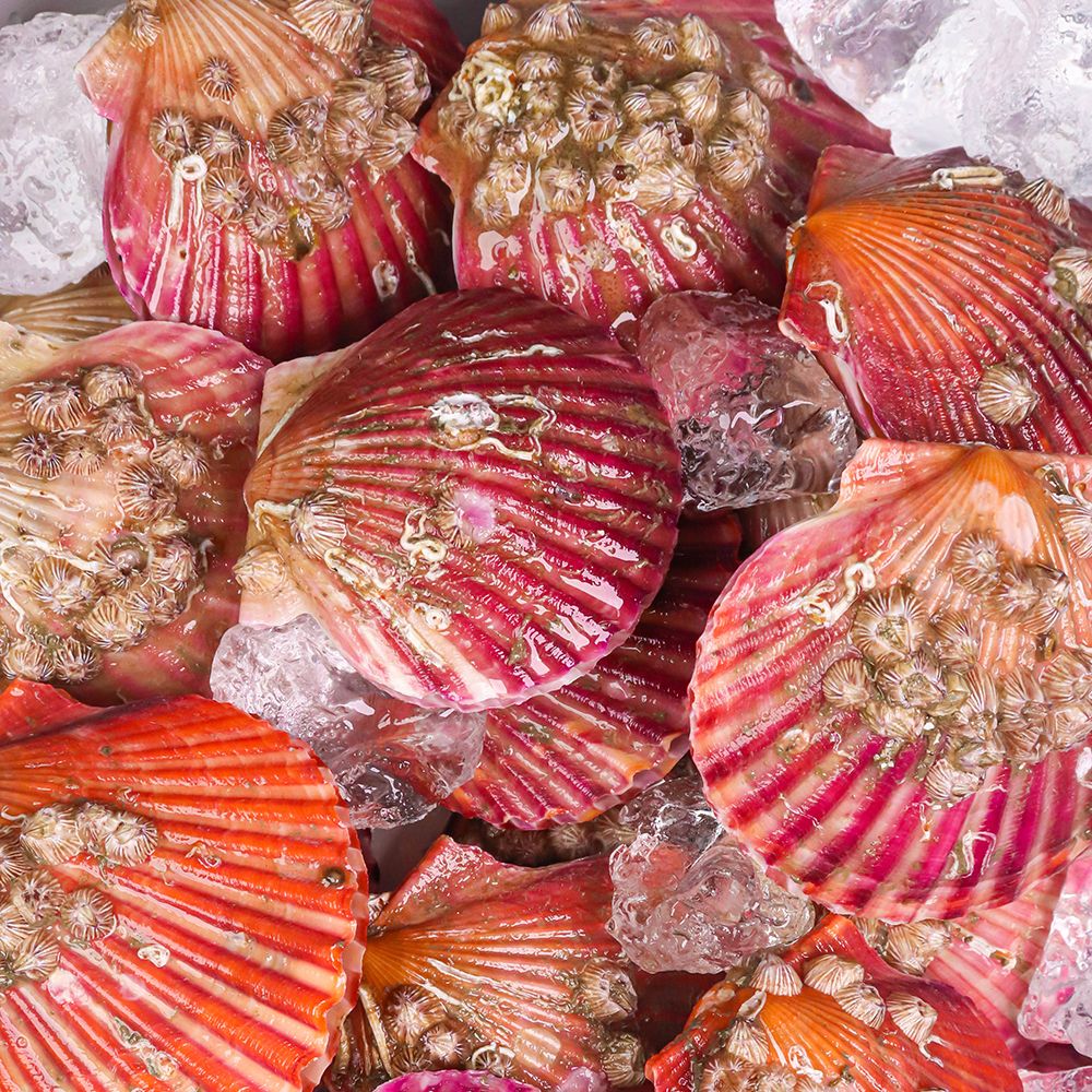 [특가] 통영 싱싱~한 홍가리비 1kg 3kg