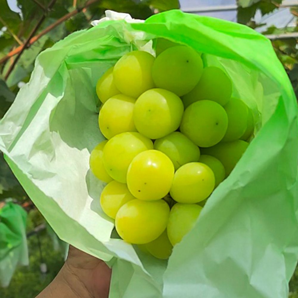 [건실농장] 국내산 샤인머스켓 (실속형/특품) (맛보기1송이~2kg)