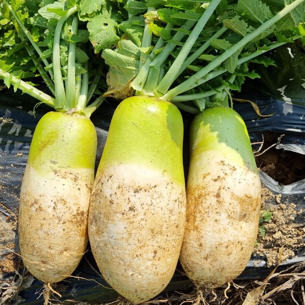 제철 신선 강원도 다발무 5kg/10kg [P]