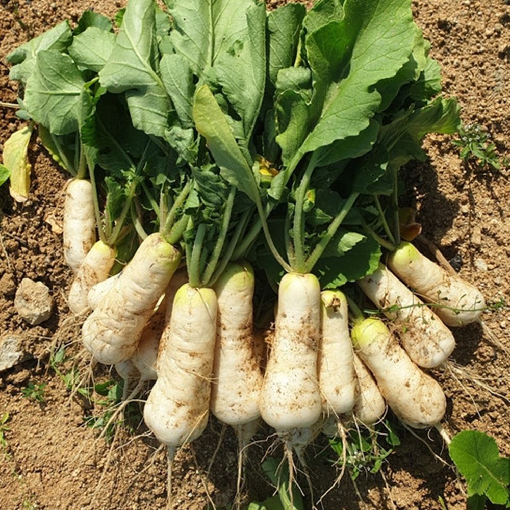 제철 신선 강원도 알타리무 5kg/10kg [P]