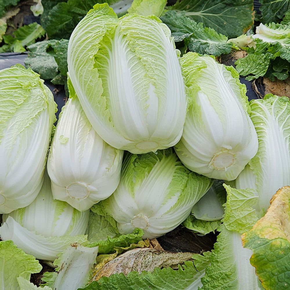 [희망수령일기재필수] 강원도 고랭지 절임배추 10kg/20kg [P]