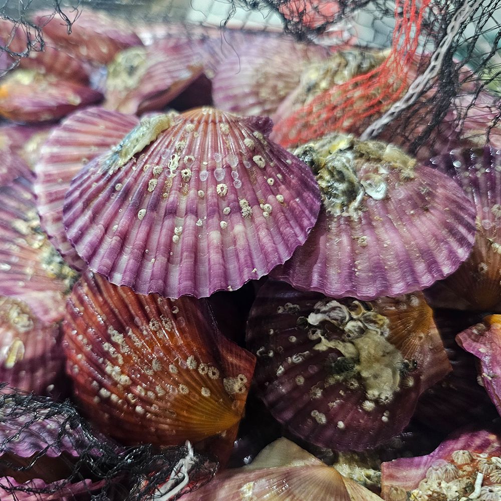 국내산 홍가리비 1kg~8kg [P]