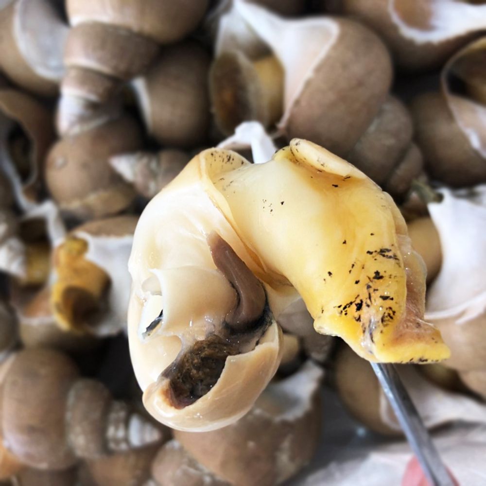 [신선수산] 동해안 백고동 1kg (활/자숙 선택) 