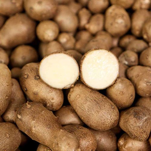 영양만점 고소한 안동 마씨앗 1kg