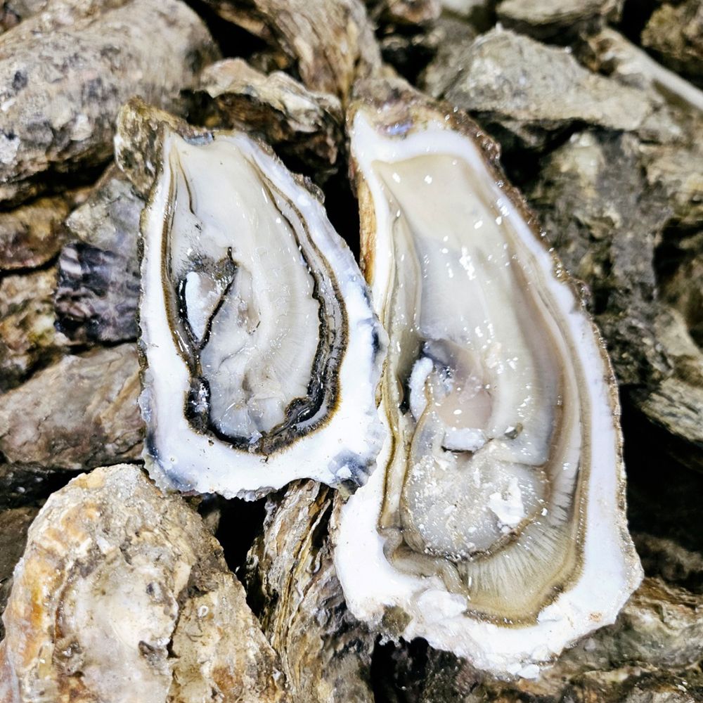 [신선수산] 통영 석화 3kg~10kg [P]