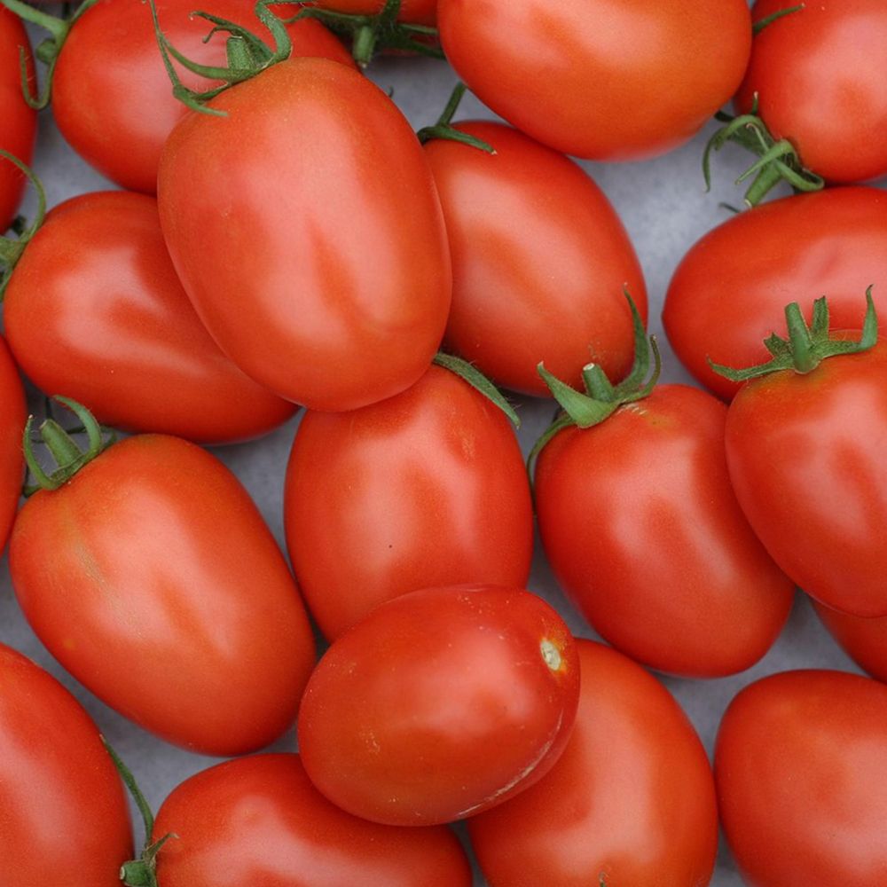 국내산 스테비아 방울토마토 /팩당500g [P]