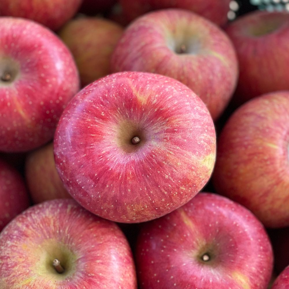 경북부사 사과 정품 (소/중/대) [P]