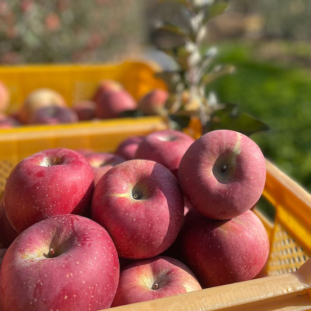 경북부사 사과 A급 가정용 (꼬마~대과)(1kg~5kg) [P]