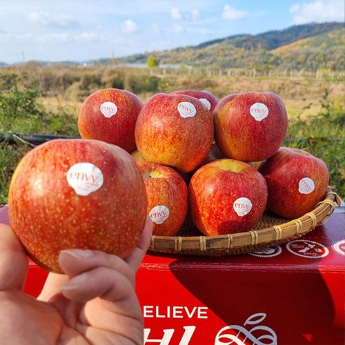 (2025) 대한민국 1% 엔비사과 2kg(가정용) (2개구매시 1kg추가증정/동일주소한함)