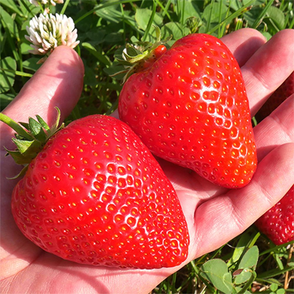 (2025) 새벽수확 논산 vip킹스베리 딸기 350g/400g