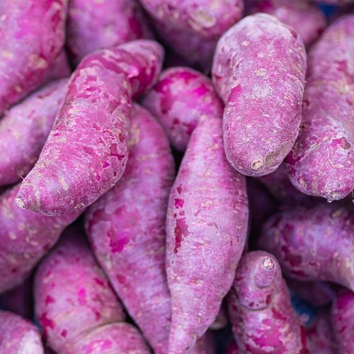 (2025) 몸에 좋은 자색고구마 2kg (2개구매시 1kg추가증정/동일주소한함)