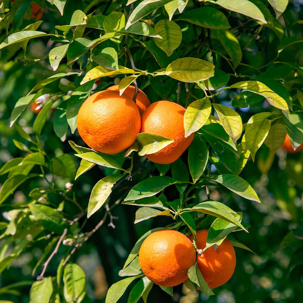 (2025) 달콤함 가득 제주 타이벡 감귤 9kg 타이백귤