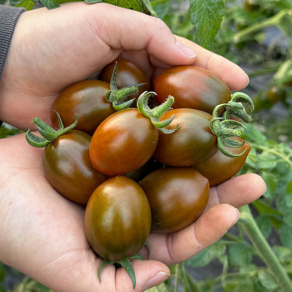 산지직송 밀양 흑대추 방울토마토 [P]