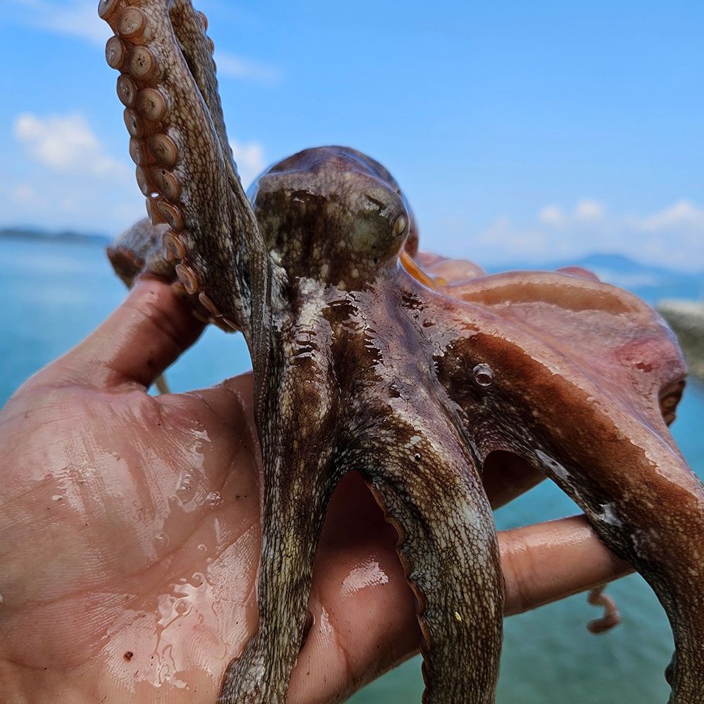 [신선수산] 활 통영 돌문어 1kg/1.5kg [FD]