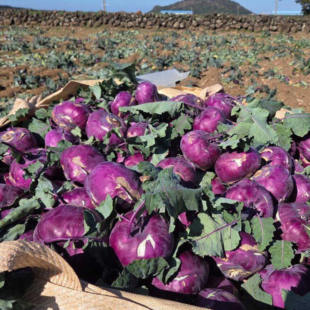 [이색채소] 아삭한 제주 콜라비 (사이즈혼합)