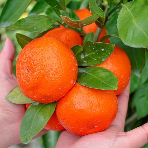 제주 붉은빛 만감류 썬레드 홍매향 1kg 2kg