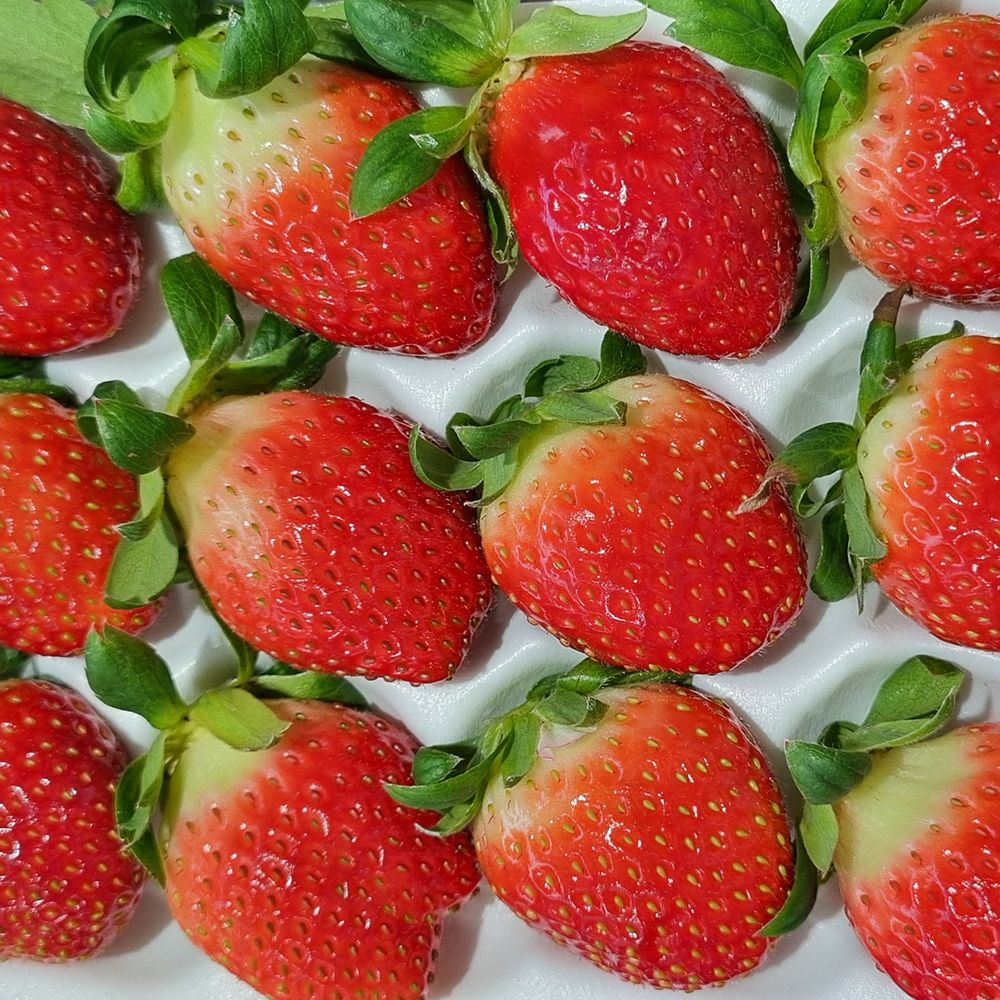 국내산 설향딸기 한입과/특과 (팩당350g내외) [P]