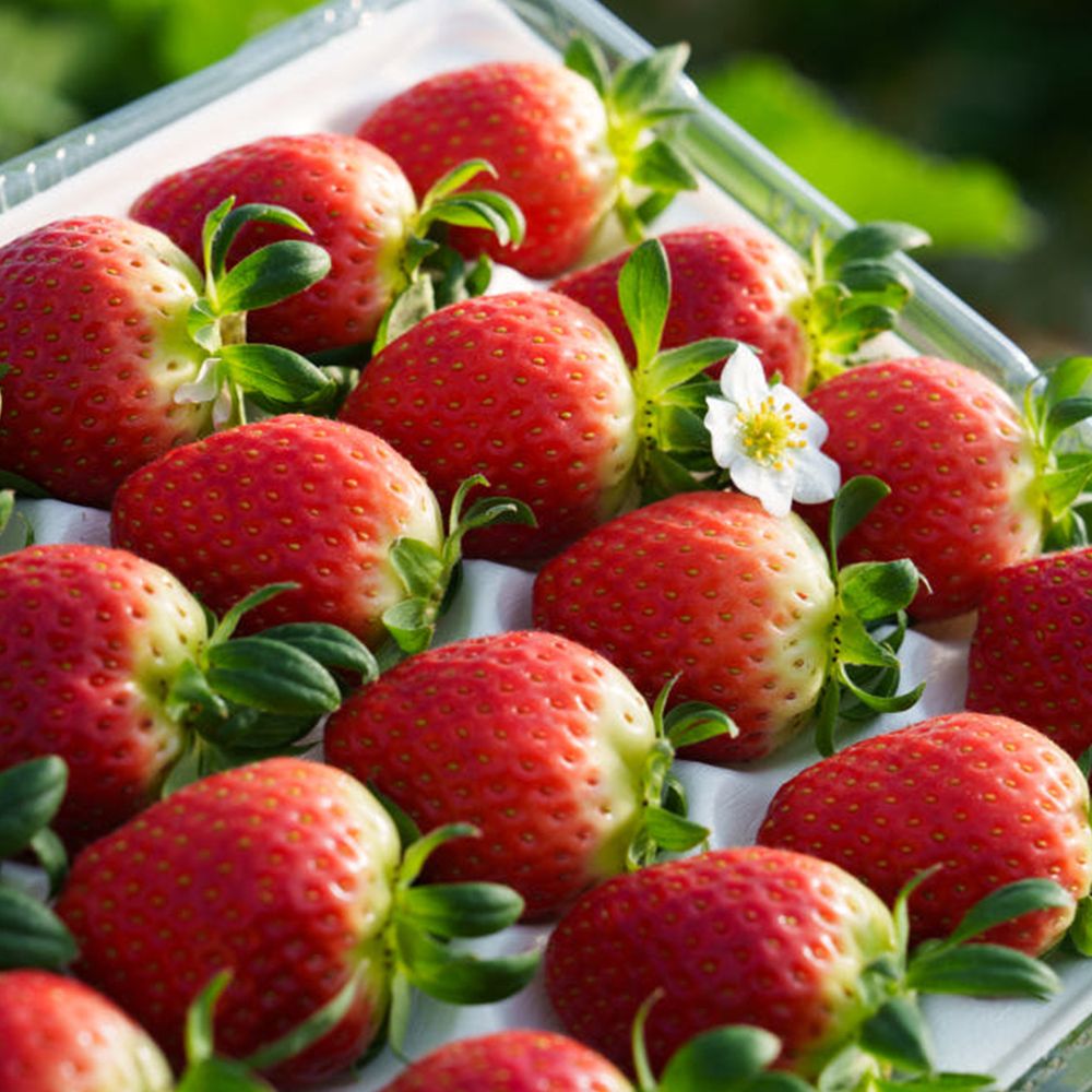 국내산 신선딸기 설향 특 (700g/750g) [ P]