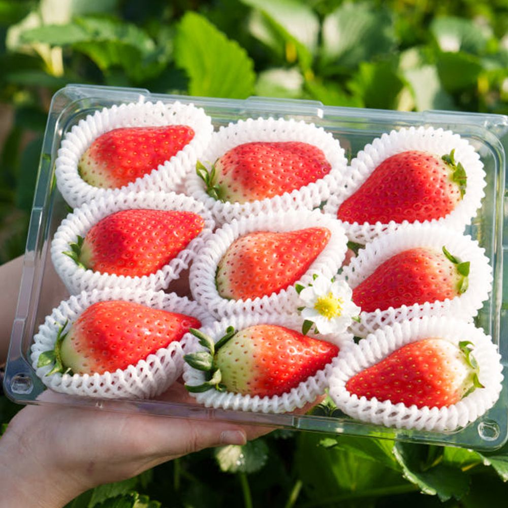 국내산 신선딸기 킹스베리 350g/440g [P]