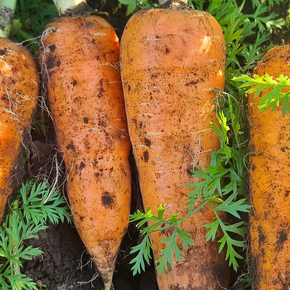 [신선제철농산] 제주 구좌 당근 (중/상/특/왕) (1kg~10kg) [P]