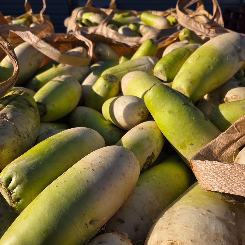 [제철농산] 시원한 제주 월동무 (2kg~10kg) [P]