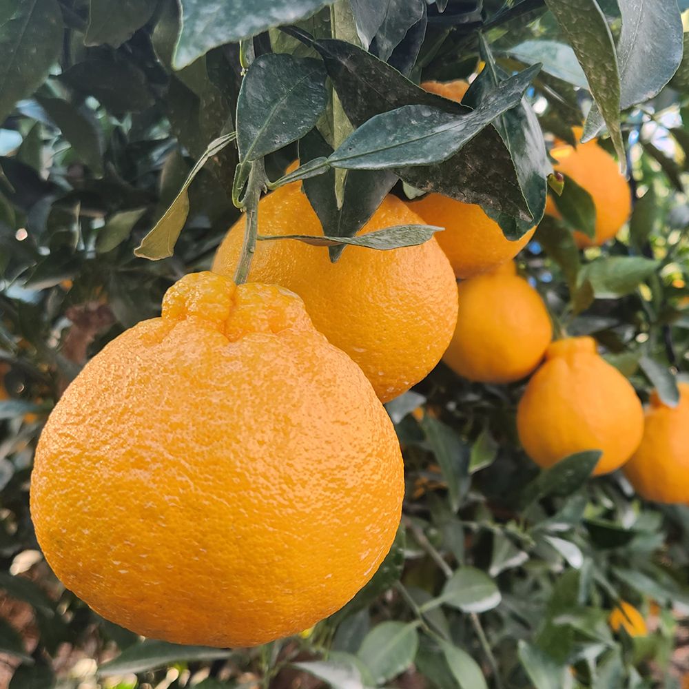 [제철과일] 제주 가정용 한라봉 3kg/5kg(박스포함중량) [P]