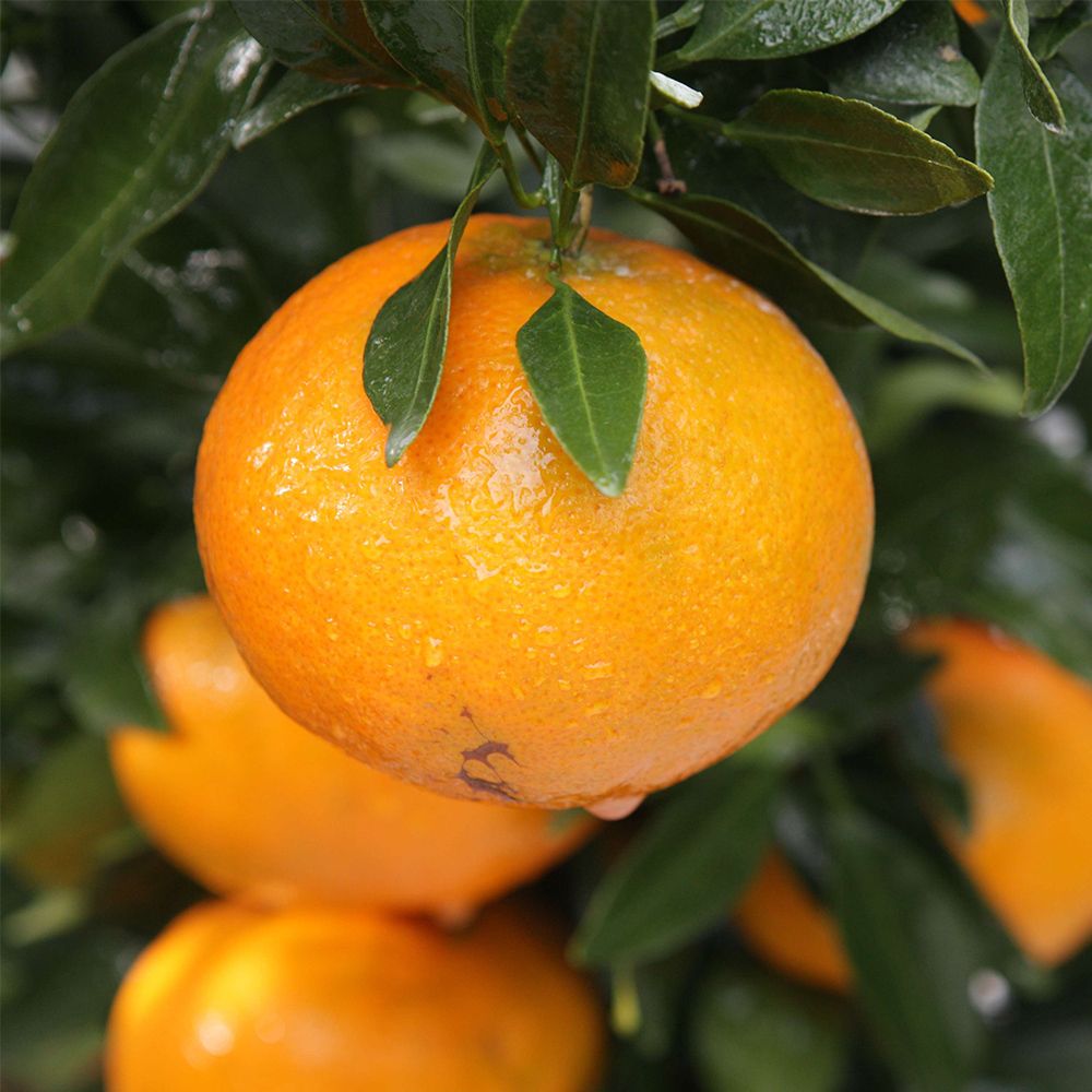 [제철과일] 제주 가정용 레드향 3kg/5kg(박스포함중량) [P]