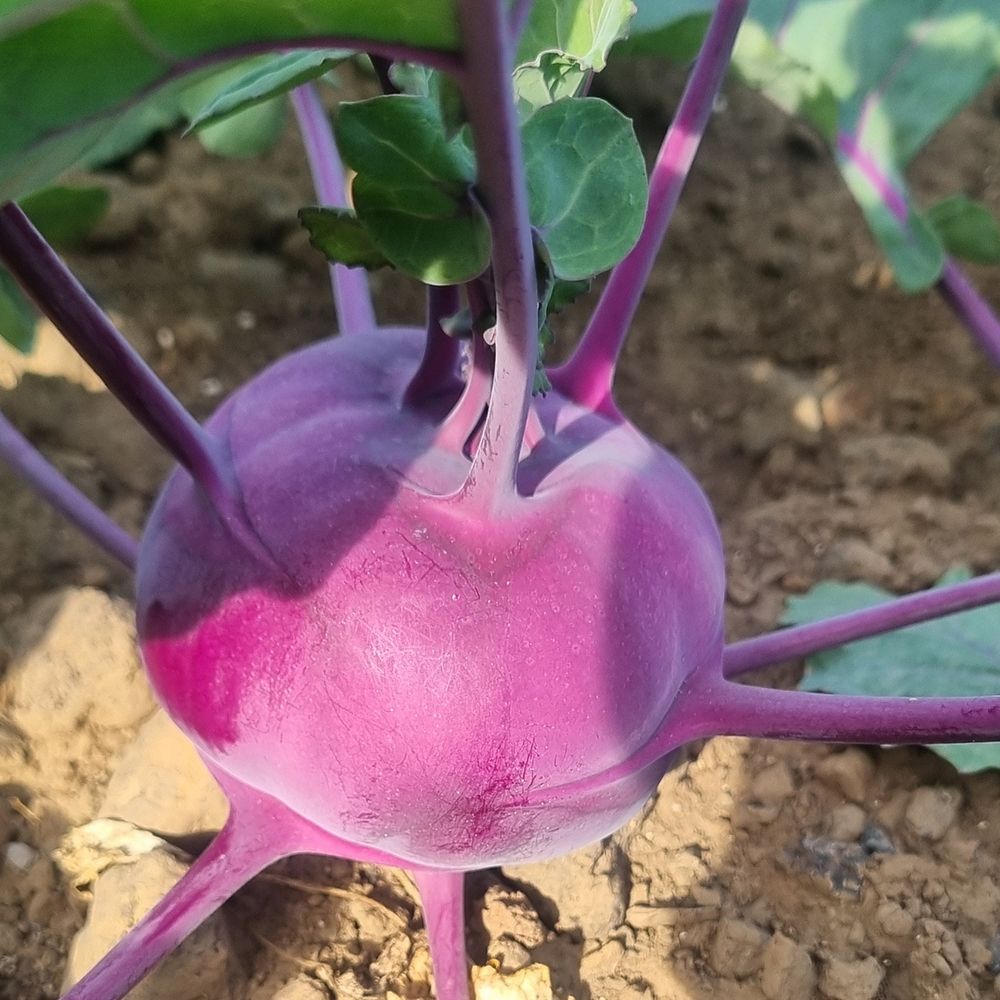 [제철채소] 콜라비 로얄과 1kg~10kg(박스포함중량) [P]