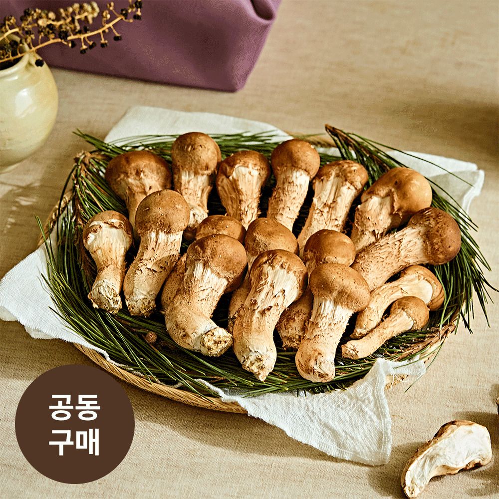 [산지직송] 표고와 송이의 매력을 한 번에! 26년 햇 무농약 '참송이버섯’ (1kg)