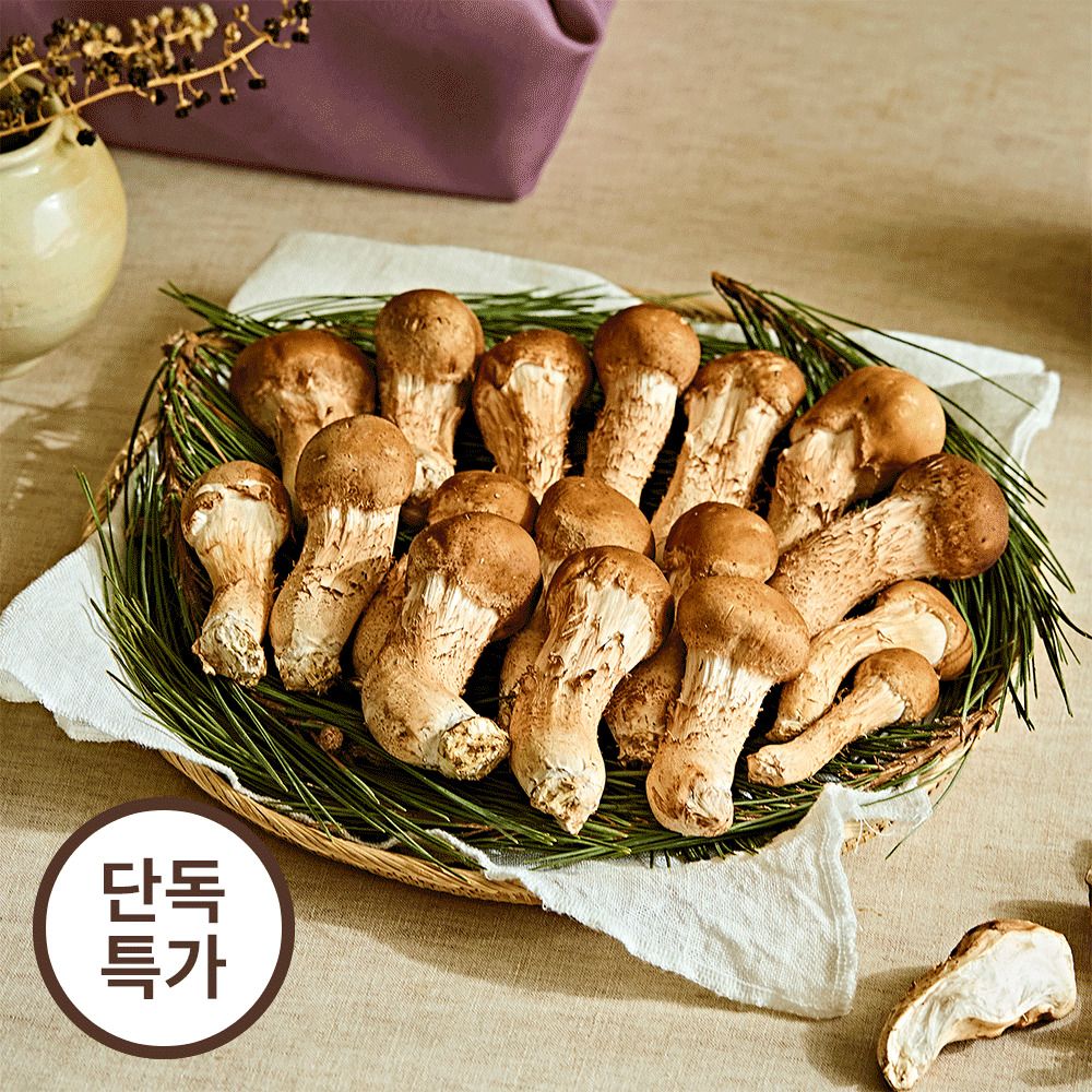 [3차앵콜] 산지직송! 표고와 송이의 매력을 한 번에! 26년 햇 무농약 '참송이버섯’ (1kg)