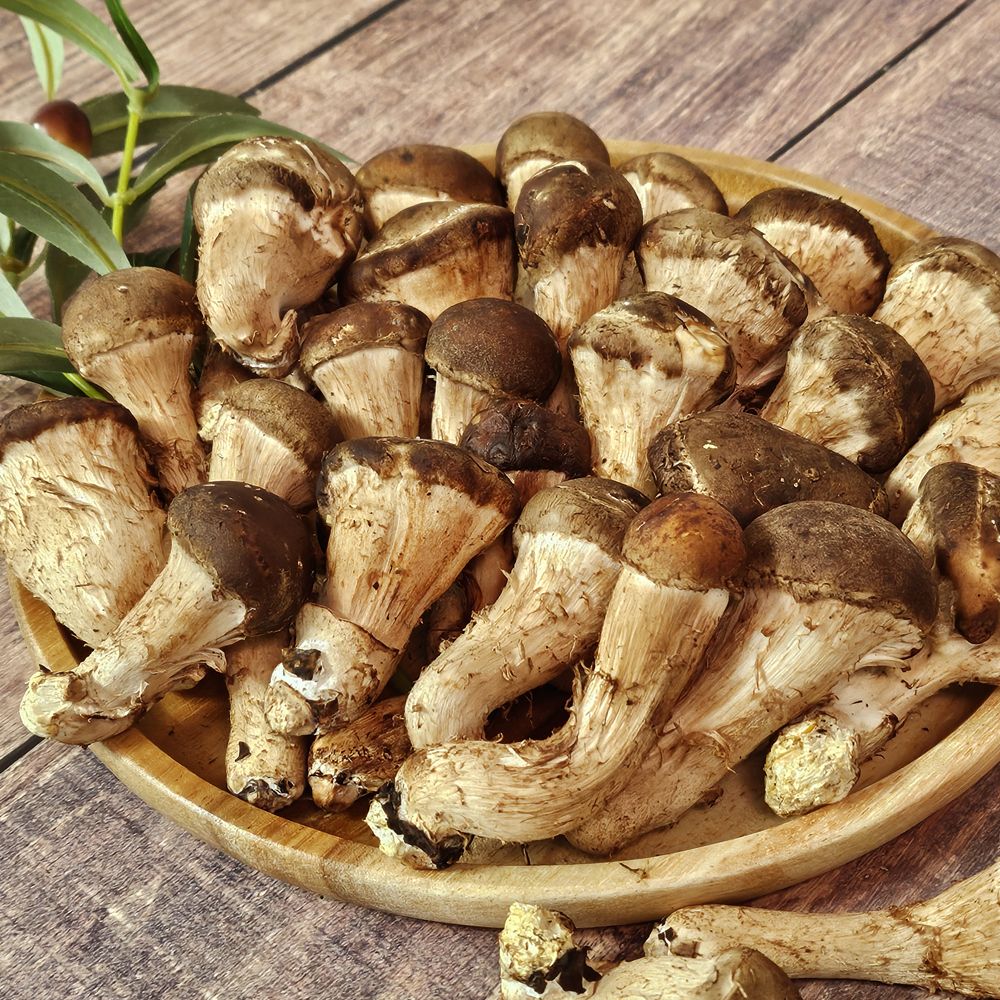 [산지직송] 표고와 송이의 매력을 한 번에! 무농약 고르네 ‘참송이버섯’ (1kg)