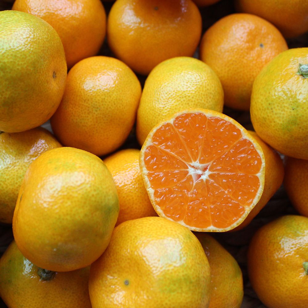 [제주 위미농협] 당도로 골라먹는 비가림 감귤 5kg/10kg