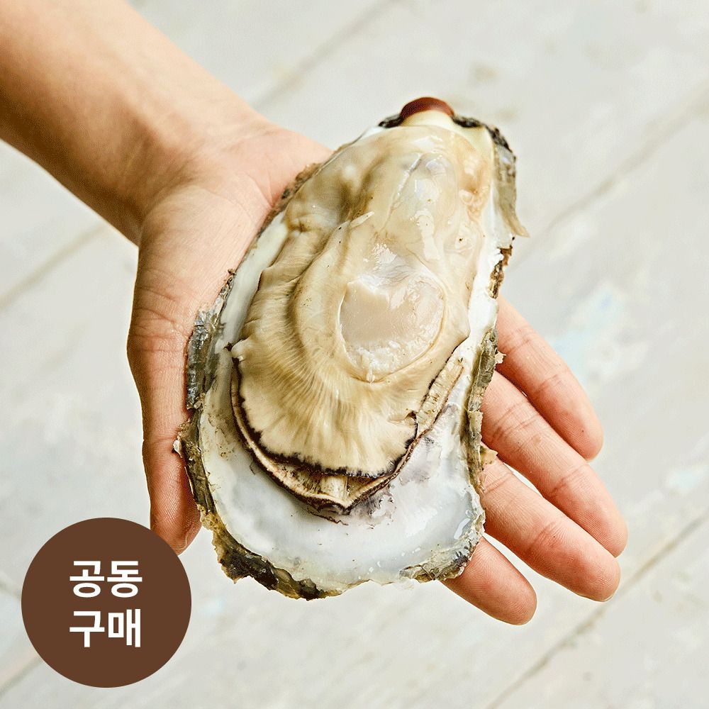 [최초공구] 자연산 100%! 당일에 손 수확한 귀한 강굴, 하동 ’대왕 벚굴‘(4kg)