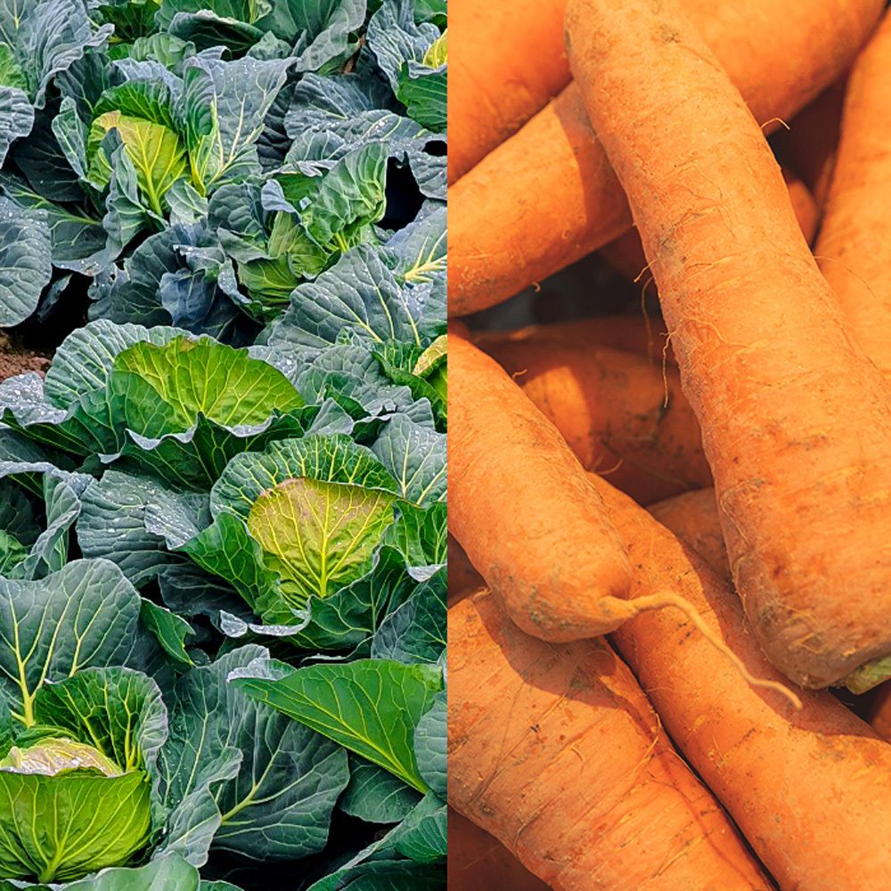 [산지직송] 제주 달코미 미니 양배추 2.5kg 내외 + 구좌 당근(상) 2kg