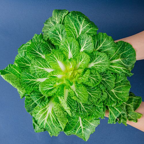 아삭하고 달큰한 제철 진도산 봄동 1kg