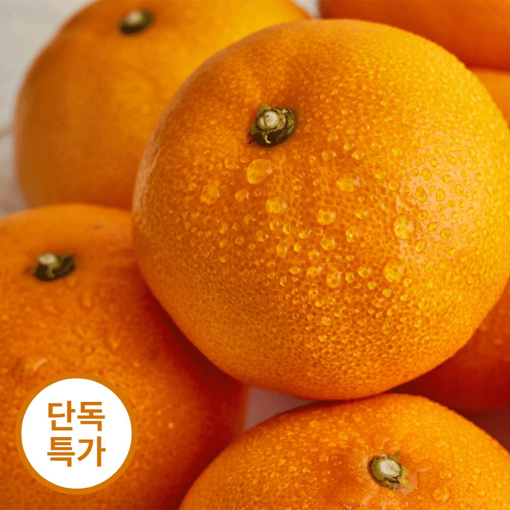 [단독특가] 평균 16brix! 서귀포에서 선별한 고당도 ’제주직송 천혜향‘(3kg/5kg)