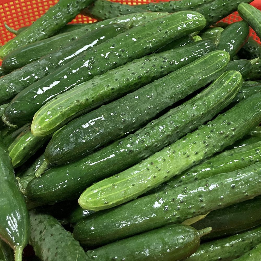 생으로 먹는 국내산 취청오이 2kg 5kg