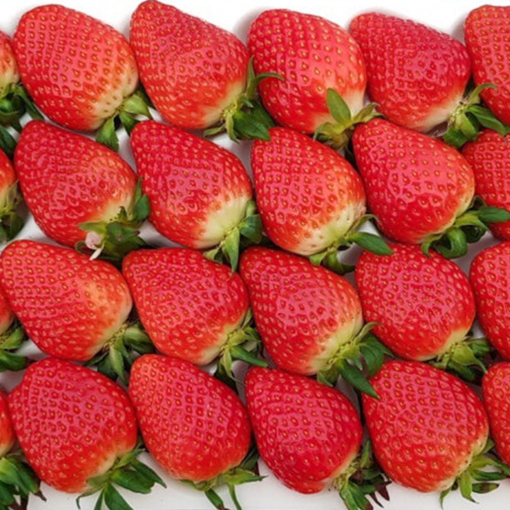 국내산 딸기 비타베리 특과 350g/700g [P]