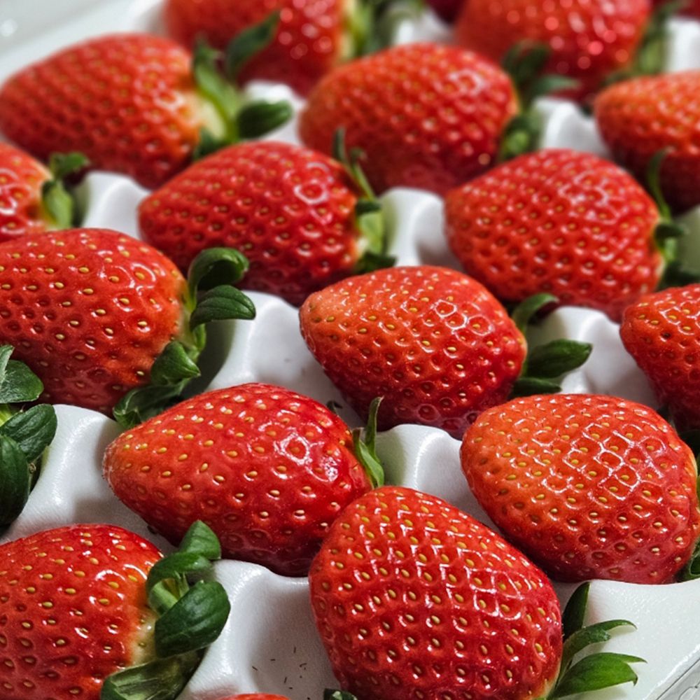 국내산 금실딸기 특과 350g/700g [P]