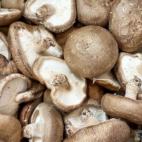 실속 있는 못난이 표고버섯 1kg 2kg