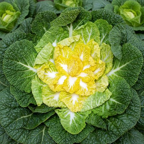 달큰하고 아삭한 남도 제철 햇 봄동 2kg