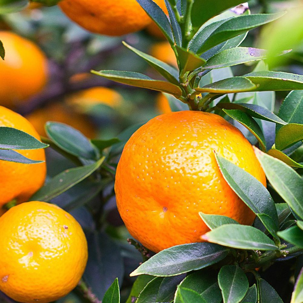 제주 가정용 천혜향 2kg~10kg (못난이~특대과) [P]