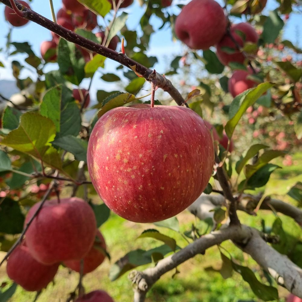 [DB] 경북사과 부사 가정용 2kg~5kg 