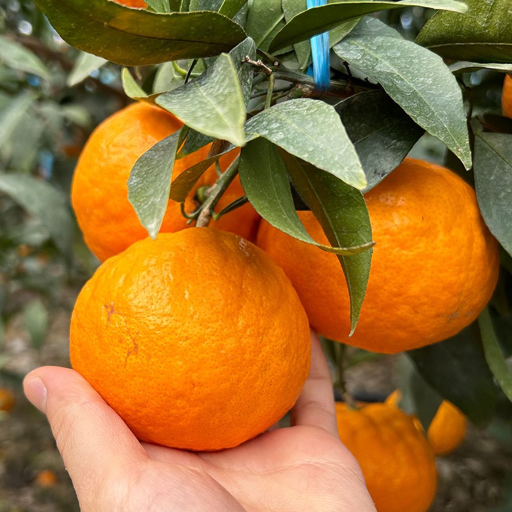 제주 가정용 수라향 2kg~5kg(박스포함중량)/혼합과 [P]