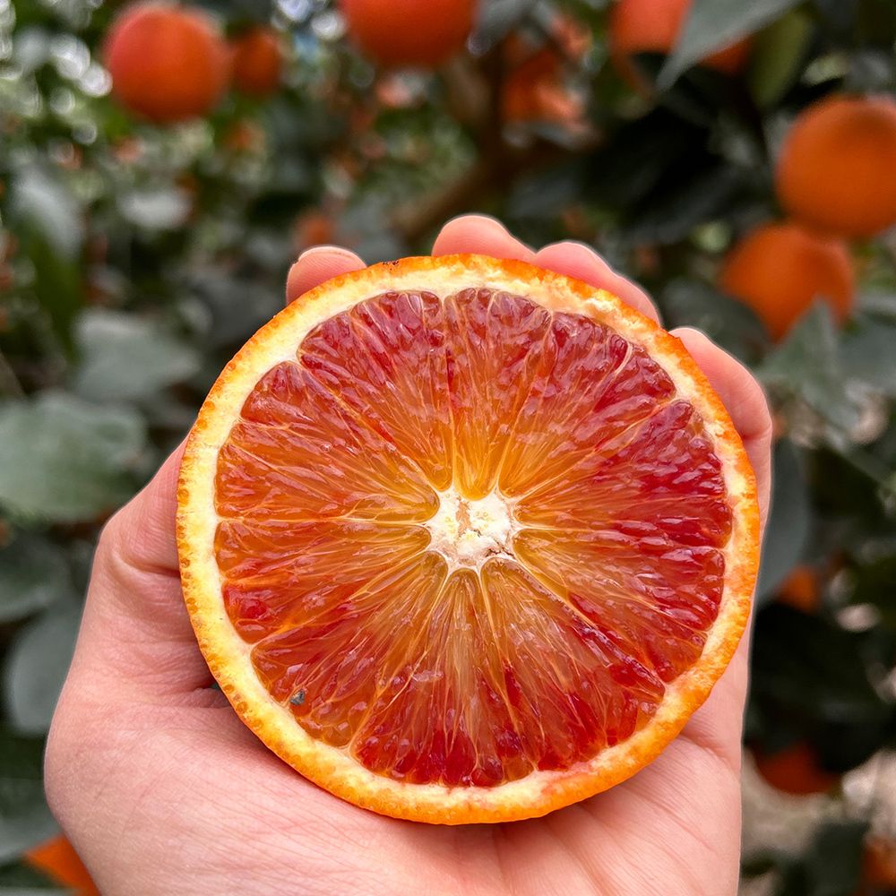 제주 가정용 블러드오렌지 2kg~5kg(박스포함중량) /혼합과 [P]