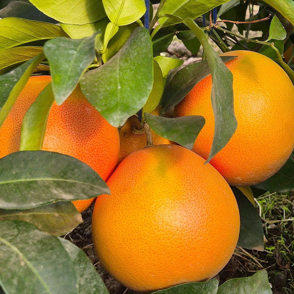 제주 가정용 자몽 2kg~5kg(박스포함중량) /혼합과 [P]