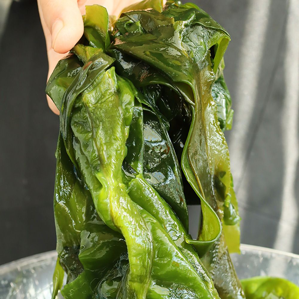 완도에서 직접 잡아 올린 생 돌미역 kg